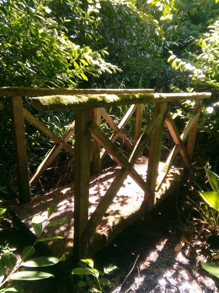 Bridge at Penjerrick Garden